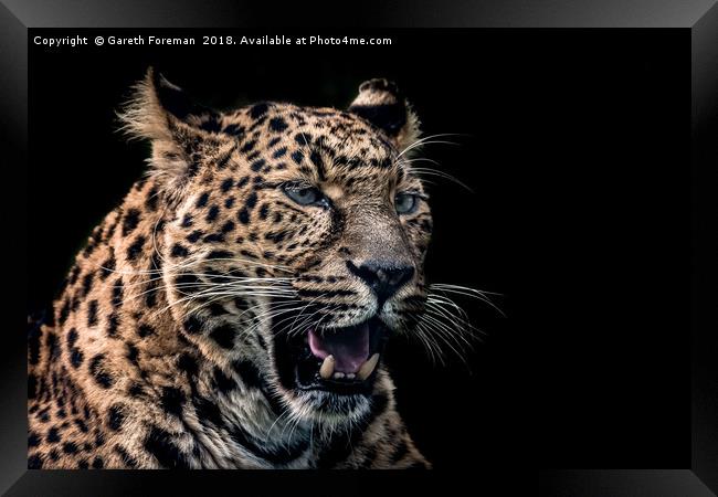 North Chinese Leopard Framed Print by GadgetGaz Photo