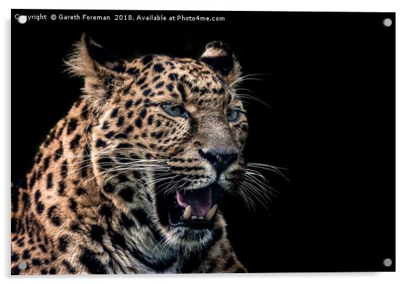 North Chinese Leopard Acrylic by GadgetGaz Photo
