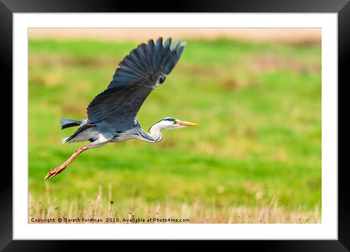 Heron in Flight Framed Mounted Print by GadgetGaz Photo