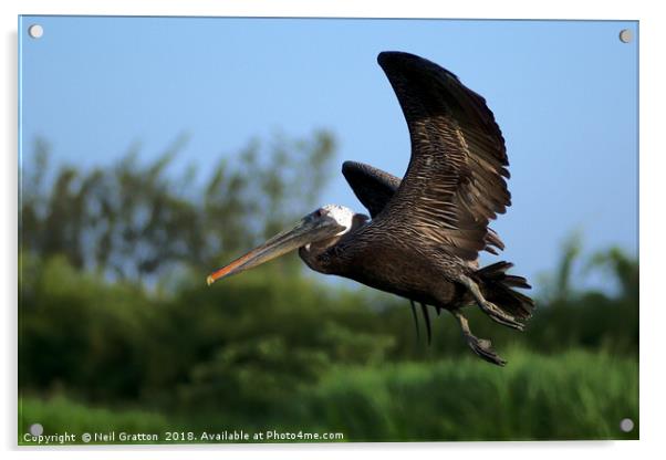 Pelican in Flight Acrylic by Nymm Gratton