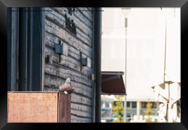 Pigeon Sitting On A Wooden Box Framed Print by Jukka Heinovirta
