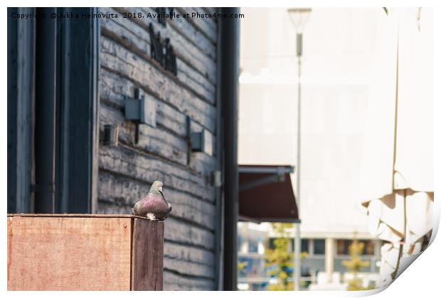 Pigeon Sitting On A Wooden Box Print by Jukka Heinovirta