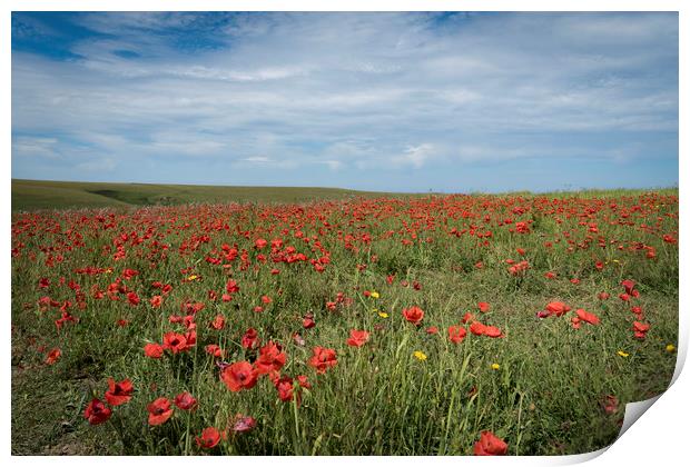 Field of poppies Print by Eddie John