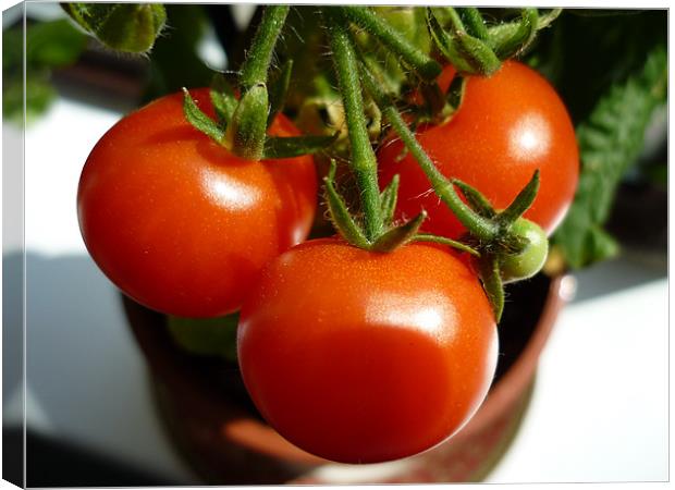 Tomatoes Canvas Print by Craig Bottomley