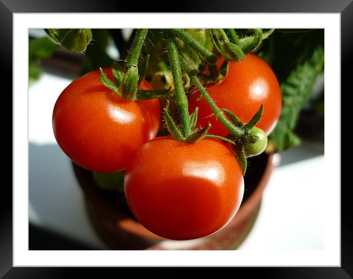 Tomatoes Framed Mounted Print by Craig Bottomley