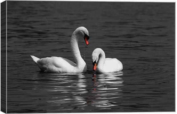 Swans swimming Isolation Canvas Print by Chris Day
