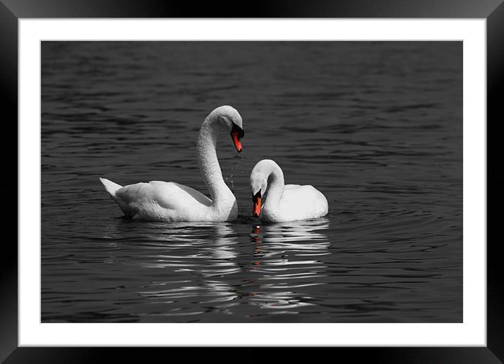 Swans swimming Isolation Framed Mounted Print by Chris Day
