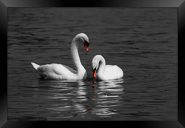 Swans swimming Isolation Framed Print by Chris Day