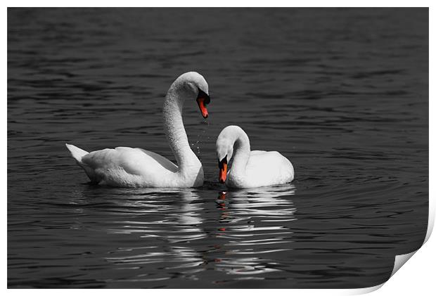 Swans swimming Isolation Print by Chris Day