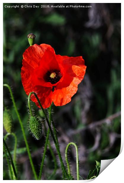 Poppy story Print by Chris Day