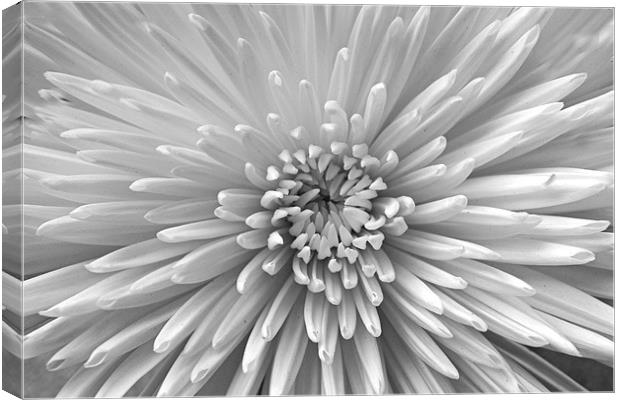 Black & White Bloom Canvas Print by Donna Collett