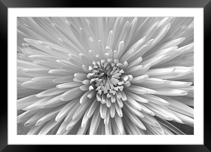 Black & White Bloom Framed Mounted Print by Donna Collett
