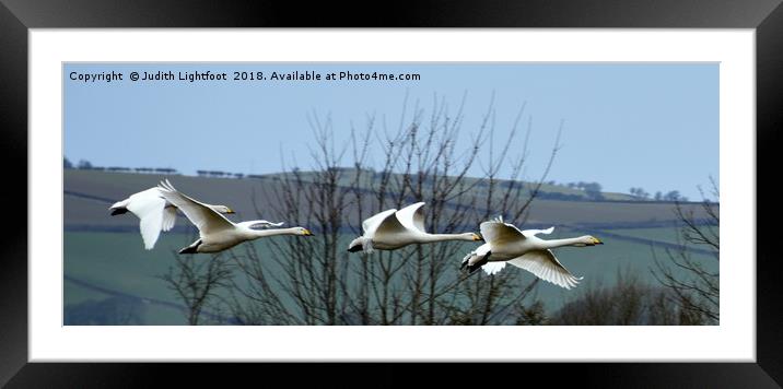 WHOOPER SWANS IN FLIGHT Framed Mounted Print by Judith Lightfoot