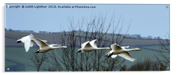 WHOOPER SWANS IN FLIGHT Acrylic by Judith Lightfoot