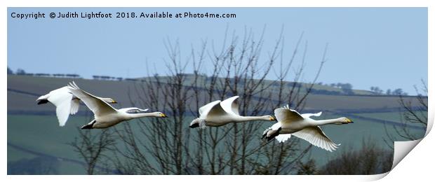 WHOOPER SWANS IN FLIGHT Print by Judith Lightfoot