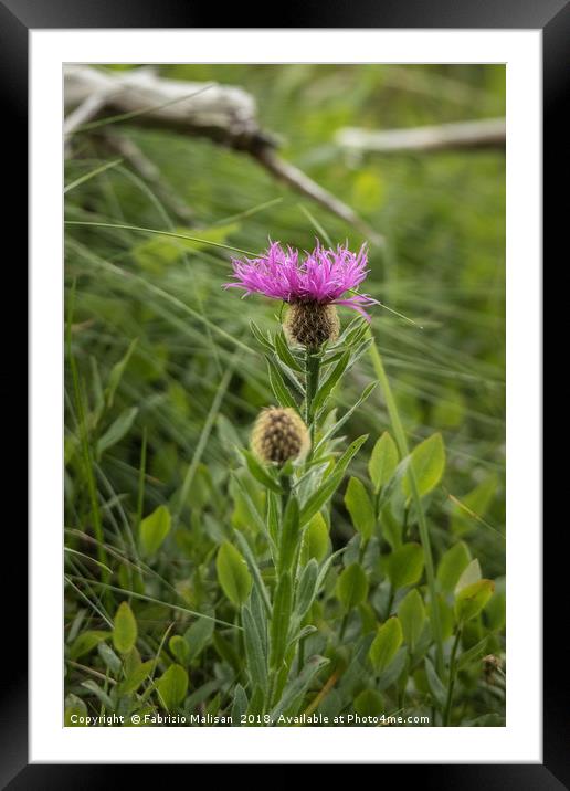 Wild Flowers Framed Mounted Print by Fabrizio Malisan