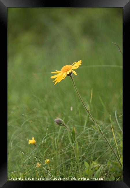 Yellow Wild Flowers Framed Print by Fabrizio Malisan