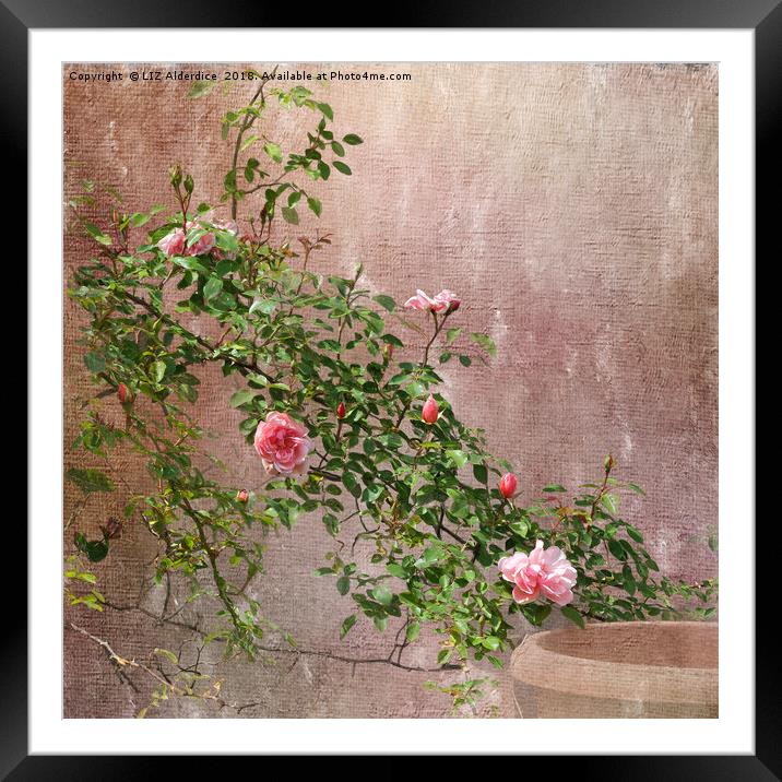 Rambling Pink Roses Framed Mounted Print by LIZ Alderdice