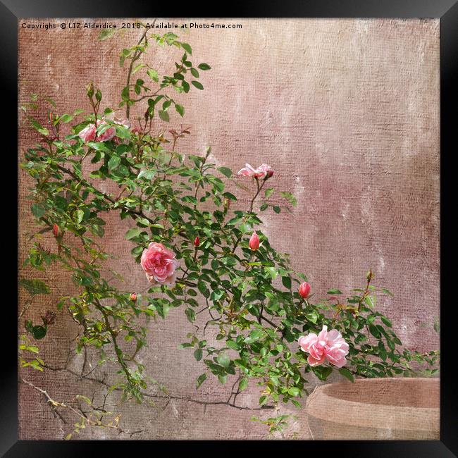 Rambling Pink Roses Framed Print by LIZ Alderdice