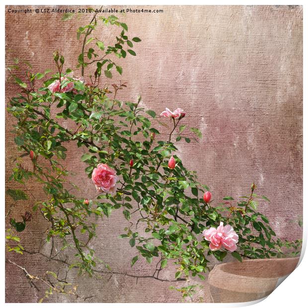 Rambling Pink Roses Print by LIZ Alderdice