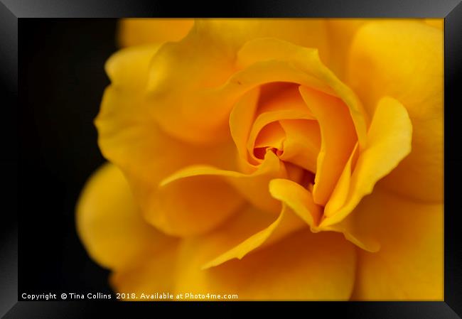 Yellow Rose Framed Print by Tina Collins