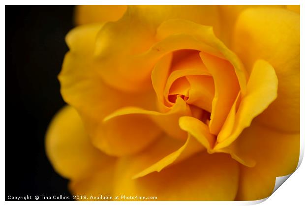 Yellow Rose Print by Tina Collins