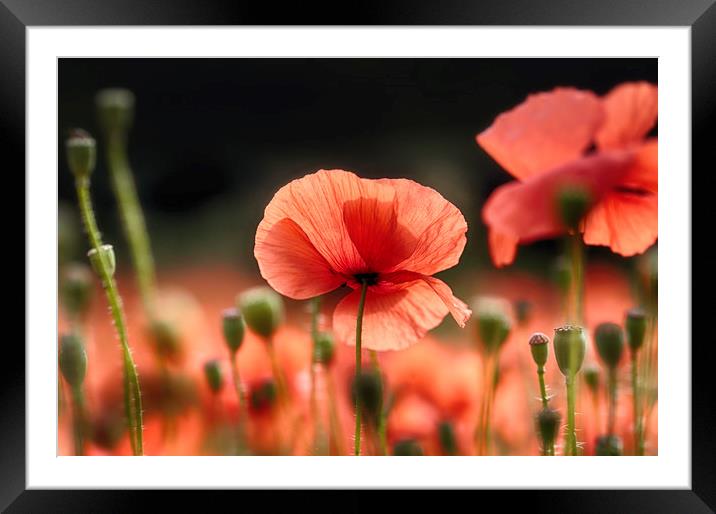 Red Poppies Framed Mounted Print by Ceri Jones