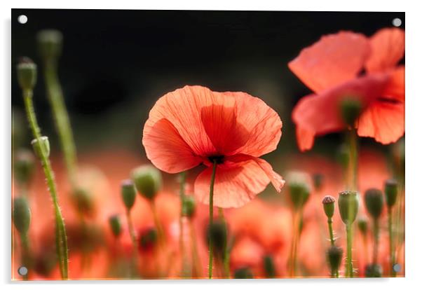 Red Poppies Acrylic by Ceri Jones