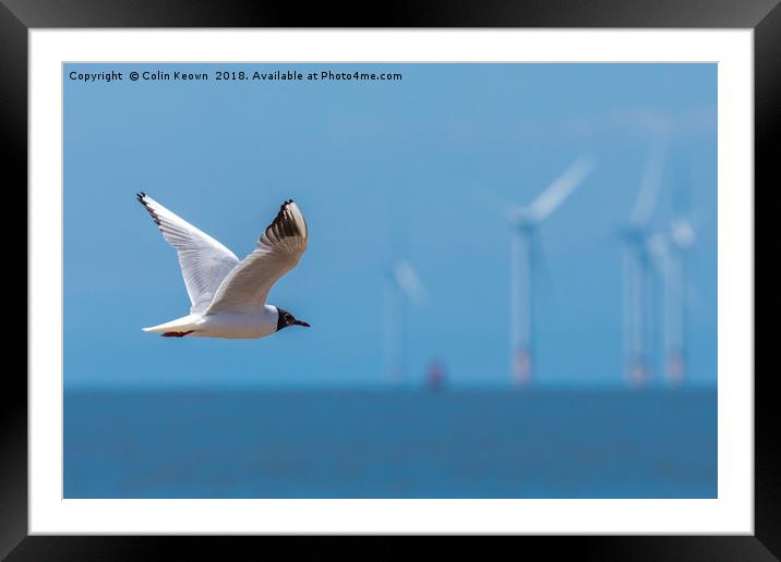 Black Headed Gull Framed Mounted Print by Colin Keown