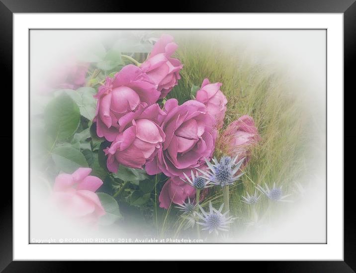 "Antique Roses" Framed Mounted Print by ROS RIDLEY