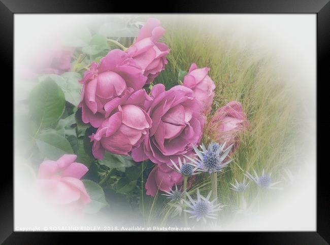 "Antique Roses" Framed Print by ROS RIDLEY