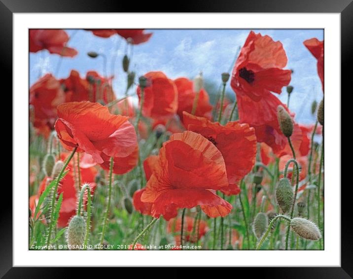 "Arty Poppies" Framed Mounted Print by ROS RIDLEY