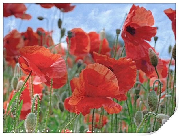 "Arty Poppies" Print by ROS RIDLEY