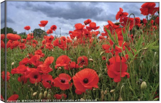 "Stormy skies over the Poppy field" Canvas Print by ROS RIDLEY