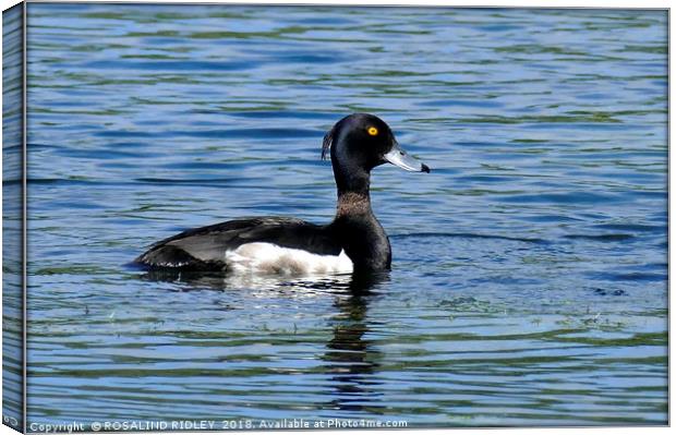 "Tufted Duck" Canvas Print by ROS RIDLEY
