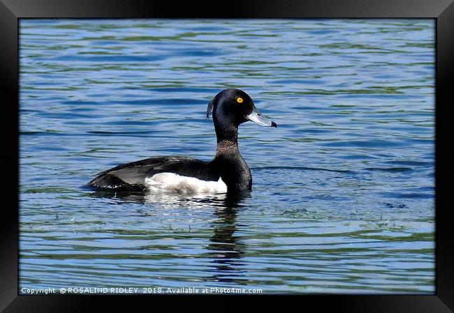 "Tufted Duck" Framed Print by ROS RIDLEY