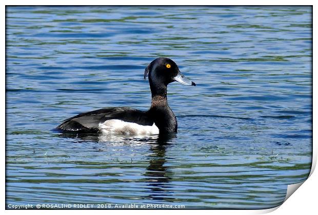 "Tufted Duck" Print by ROS RIDLEY