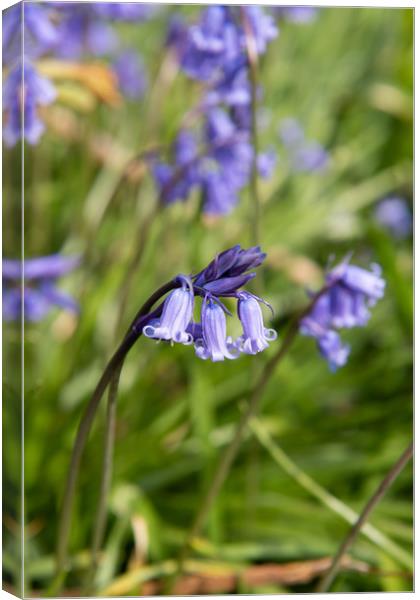 Bluebell Canvas Print by Karen Shaw
