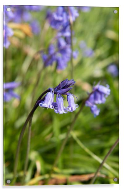 Bluebell Acrylic by Karen Shaw