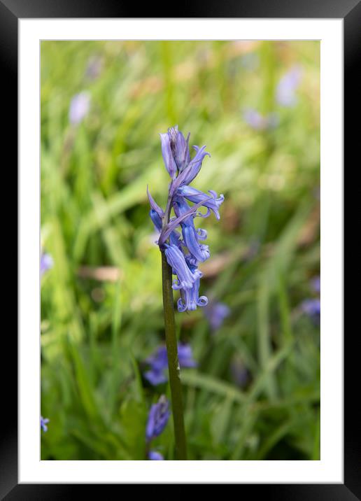 Bluebell Flower Framed Mounted Print by Karen Shaw