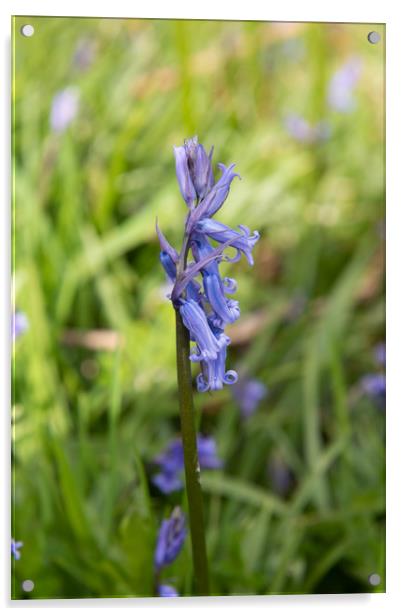 Bluebell Flower Acrylic by Karen Shaw