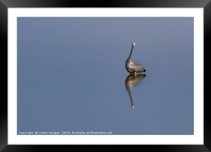 Grey Heron Reflecting Framed Mounted Print by Wayne Lytton