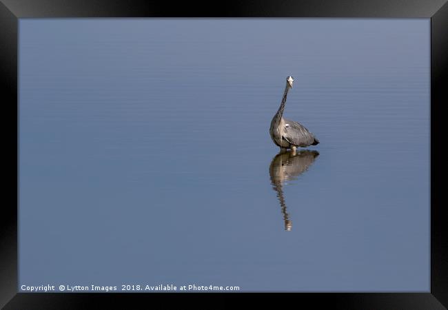Grey Heron Reflecting Framed Print by Wayne Lytton