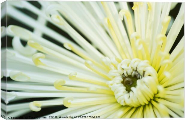 Dahlia White Star Canvas Print by Tina Collins