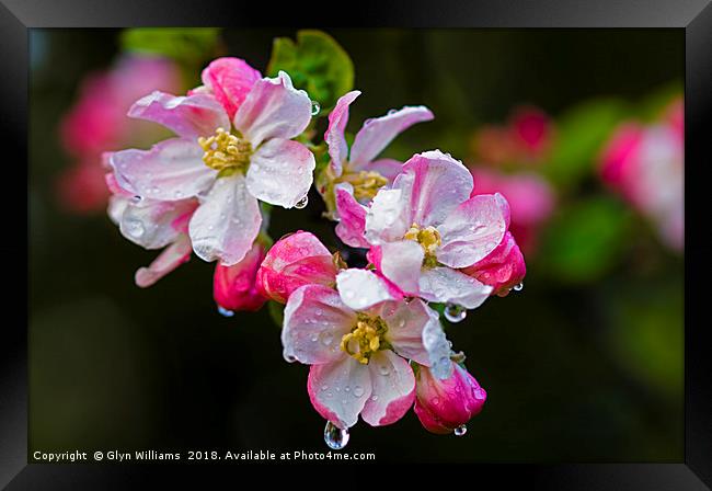 Apple blossom after a rain shower. Framed Print by Glyn Williams