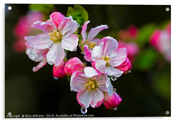 Apple blossom after a rain shower. Acrylic by Glyn Williams