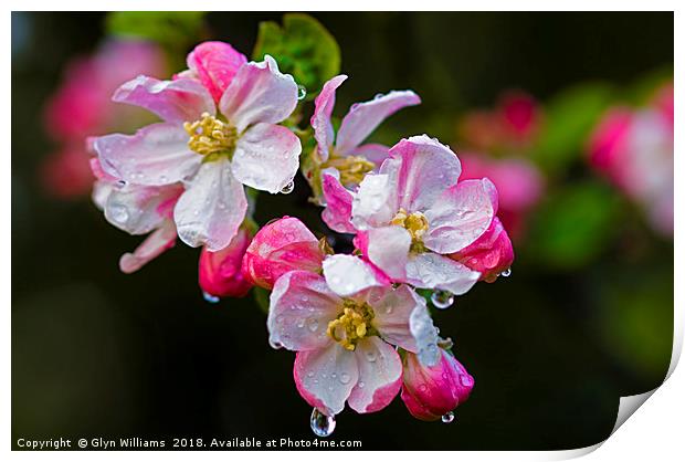 Apple blossom after a rain shower. Print by Glyn Williams