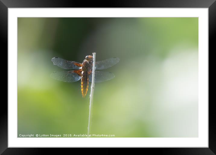 Broad bodied Chaser female Framed Mounted Print by Wayne Lytton