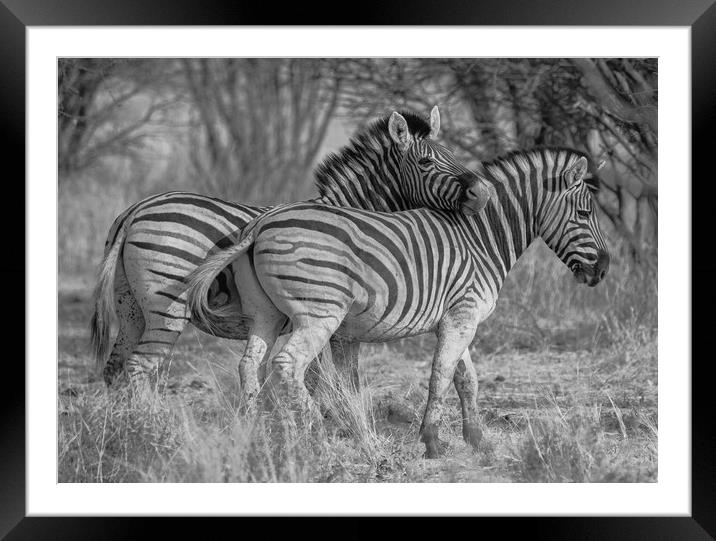 Zebra bonding in nature Framed Mounted Print by Childa Santrucek