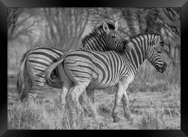 Zebra bonding in nature Framed Print by Childa Santrucek